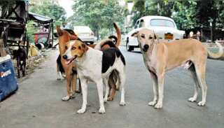 World Rabies Day: Manali strays to the rescue