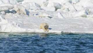 WION Climate Tracker: Polar bears in Canada forced into fasting due to receding ice