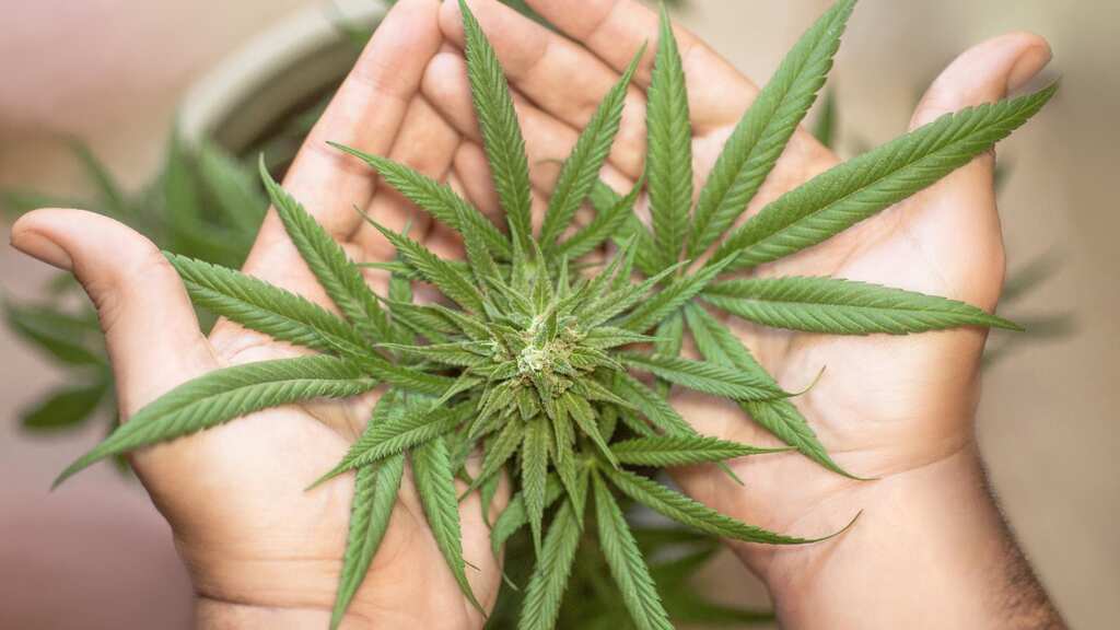 US: Health department bats for loosening cannabis restrictions