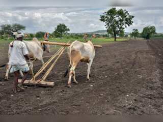 WION Climate Tracker | India: Lumpy skin disease kills over 100,000 livestock