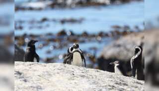 WION Climate Tracker: 28 penguins die of Avian flu at a South African breeding site