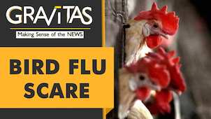 Gravitas: Growing concern over bird flu cases in Europe, U.K.