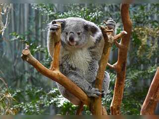 WION Climate Tracker: Australia plans to set aside 30% of its territory for conservation