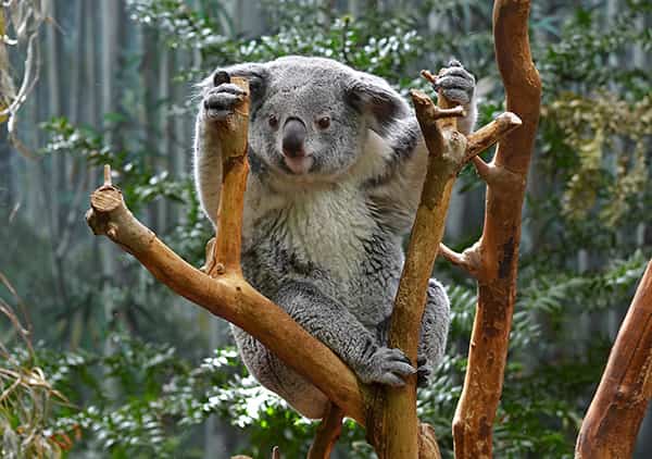 WION Climate Tracker: Australia plans to set aside 30% of its territory for conservation