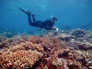 WION Climate Tracker | Marine biologists repairing and rebuilding coral reefs