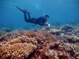 WION Climate Tracker | Marine biologists repairing and rebuilding coral reefs