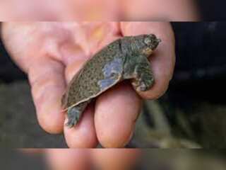 WION Climate Tracker | 41 Indian narrow-headed softshell turtle hatch in United States