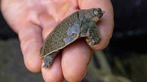 WION Climate Tracker | 41 Indian narrow-headed softshell turtle hatch in United States
