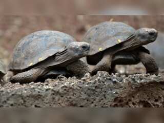 WION Climate Tracker: Invasive species threaten Galapagos islands
