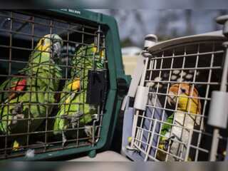 WION Climate Tracker | Florida: Project 'Noah's Ark' to rescue birds after Hurricane Ian