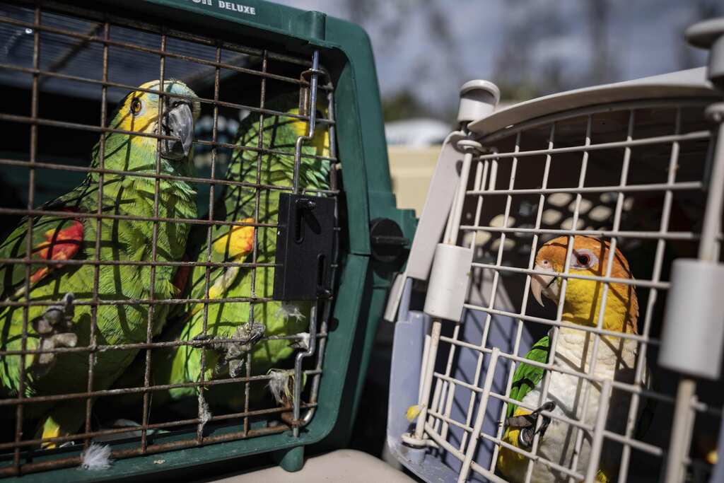 WION Climate Tracker | Florida: Project 'Noah's Ark' to rescue birds after Hurricane Ian