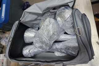 Singapore makes biggest ever seizure of rhino horn worth US$830,000