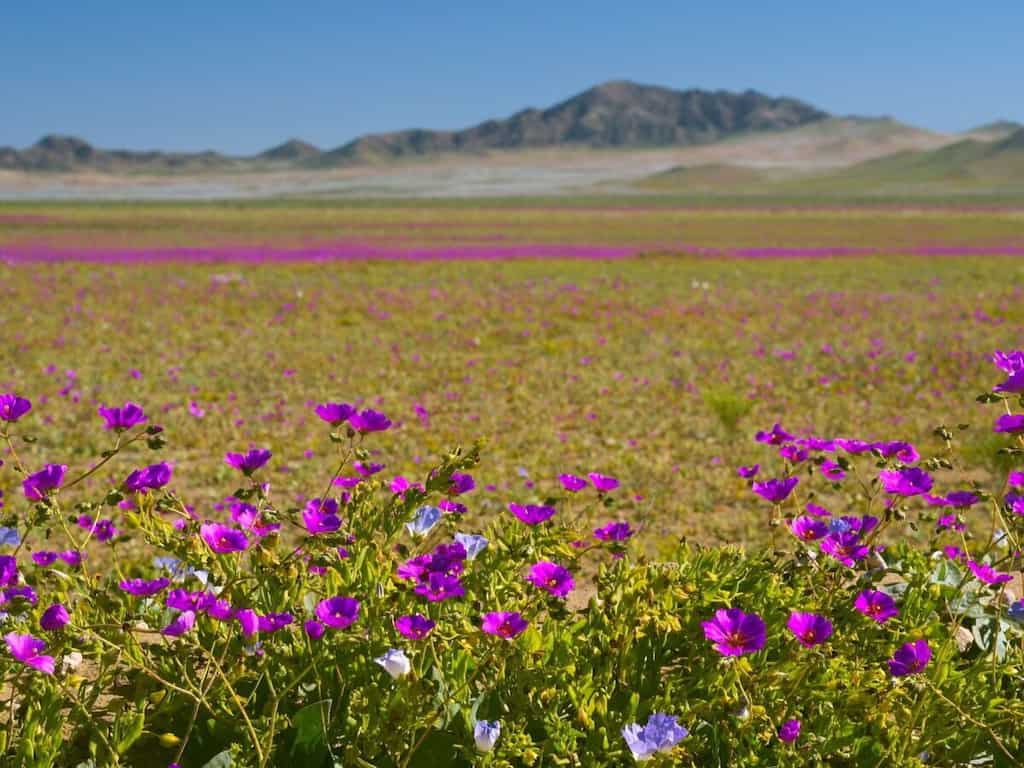 WION Climate Tracker | Chilean President announces national park in Atacama desert