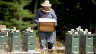 New Zealand: Rise in beekeeping and low demand leads to surplus of mānuka honey, says report