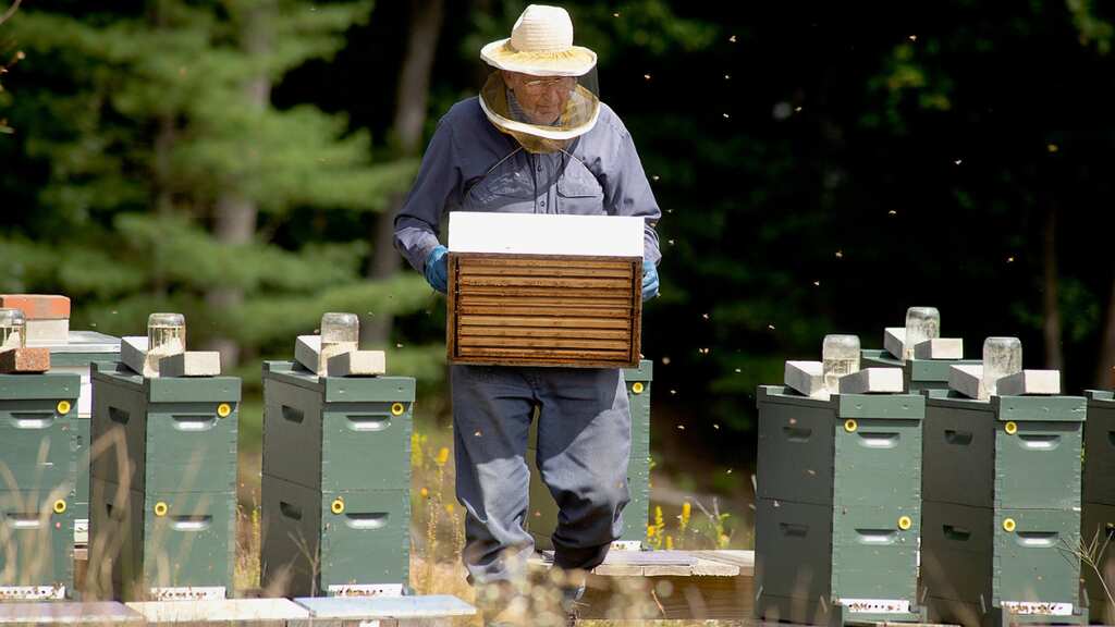 New Zealand: Rise in beekeeping and low demand leads to surplus of mānuka honey, says report