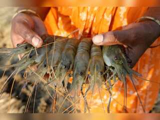 WION Fineprint | World's former top exporter greenlights emergency shrimp imports
