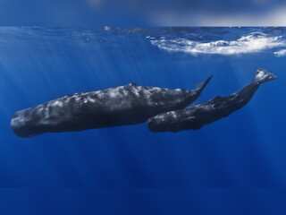 WION Climate Tracker | Argentina: Scientists conduct autopsies to assess cause of death of 13 whales
