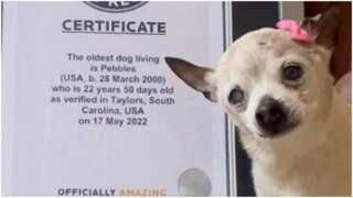 Pebbles, world's oldest dog, dies at 22