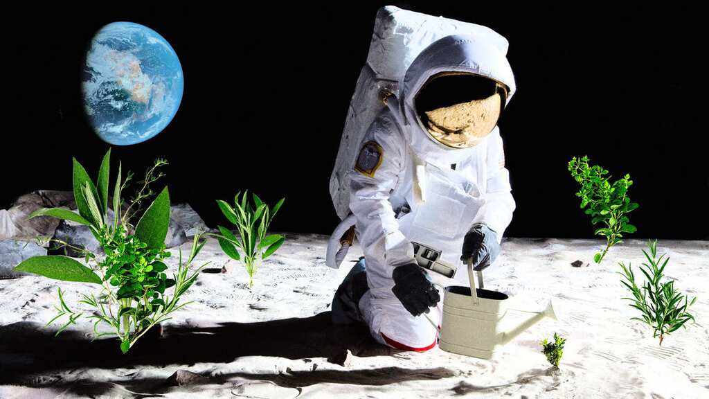 WION Climate Tracker: Australia seeks to grow plants on moon by 2025