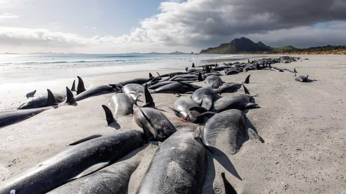 250 pilot whales die in New Zealand after another beaching incident