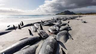 250 pilot whales die in New Zealand after another beaching incident
