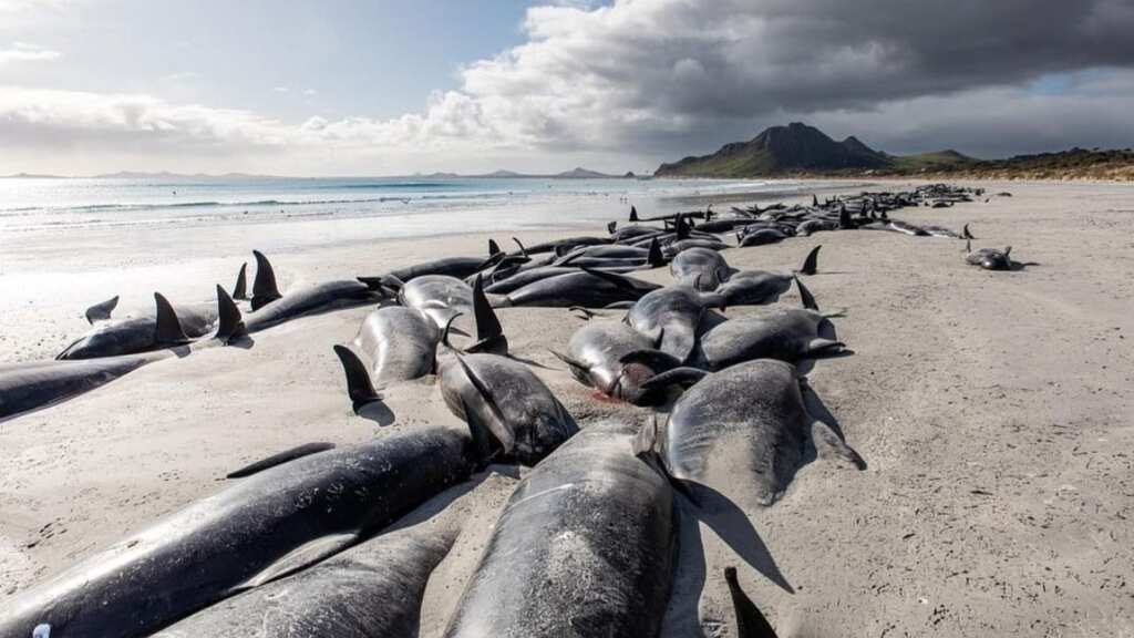 250 pilot whales die in New Zealand after another beaching incident