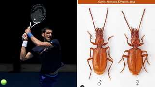 Serbian scientists name beetle after country's tennis star Novak Djokovic