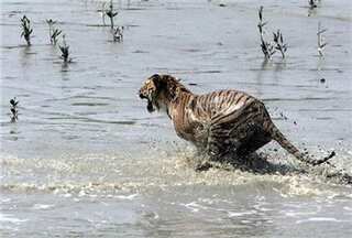 India: Male tiger that killed nine in Bihar shot dead