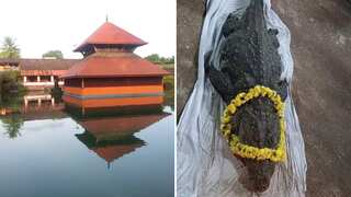 Kerala: 'Vegetarian' crocodile that lived in temple pond dies, hundreds pay homage