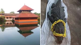 Kerala: 'Vegetarian' crocodile that lived in temple pond dies, hundreds pay homage