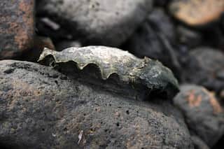 In an attempt to save California's coasts, scientists go in for the humble oyster