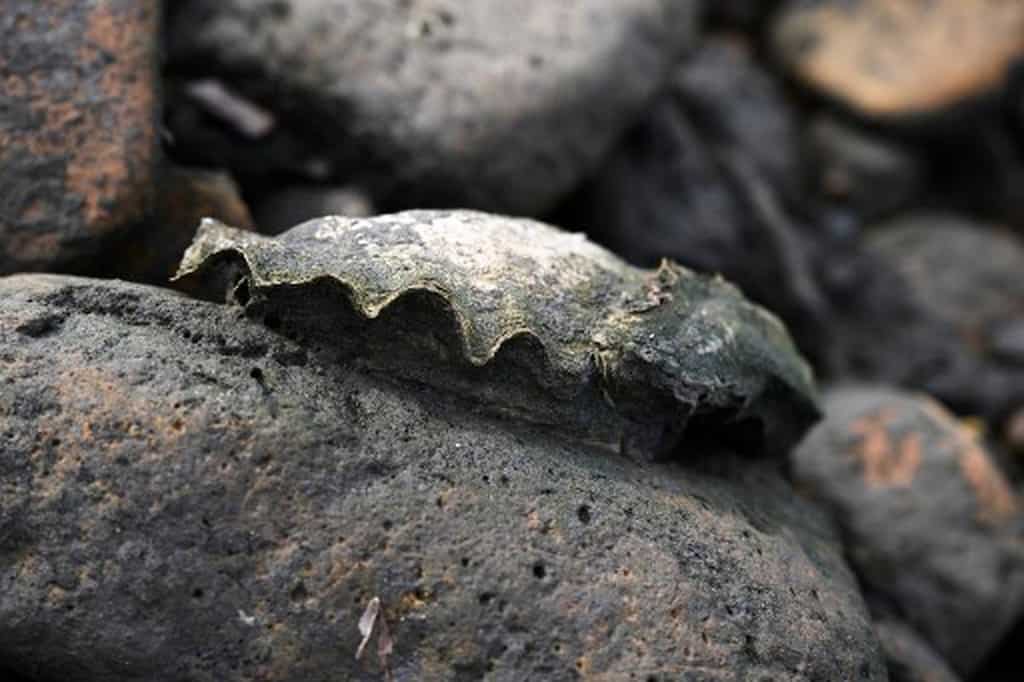 In an attempt to save California's coasts, scientists go in for the humble oyster