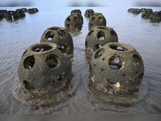 WION Climate Tracker| $1.3 million oyster reef project: Attempt to save California's coastline