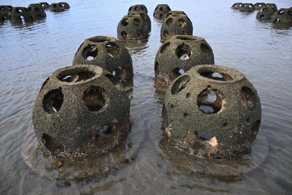 WION Climate Tracker| $1.3 million oyster reef project: Attempt to save California's coastline