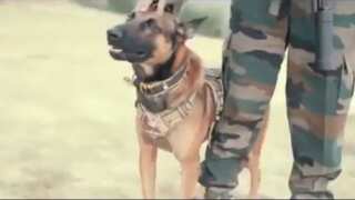 Army dog kept fighting terrorists in Kashmir despite receiving two bullet injuries