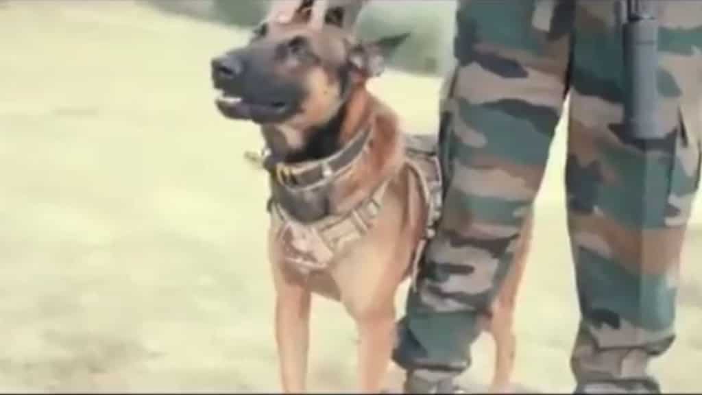 Army dog kept fighting terrorists in Kashmir despite receiving two bullet injuries
