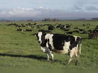 World Business Watch: New Zealand proposes taxing cow burps, angering farmers
