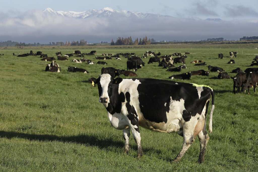World Business Watch: New Zealand proposes taxing cow burps, angering farmers