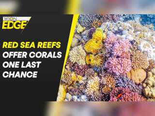 Egypt's Red Sea could be the last refuge for coral reefs worldwide