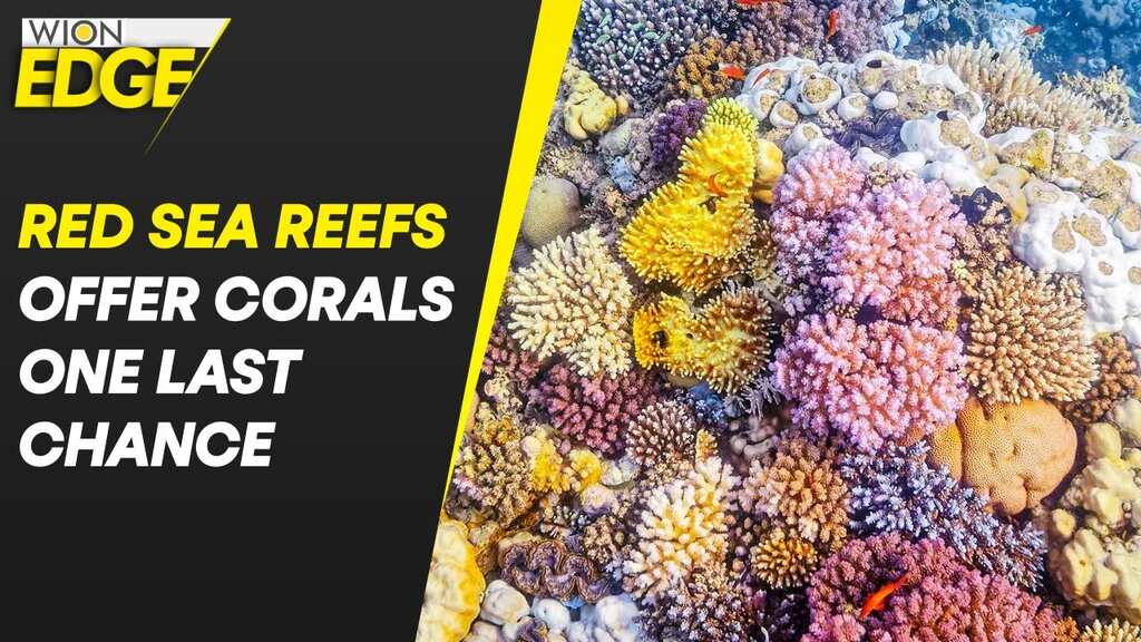 Egypt's Red Sea could be the last refuge for coral reefs worldwide