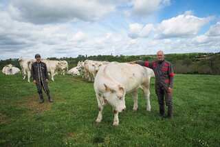 New Zealand set to be first nation to tax farmers for cattle burps, urine emissions