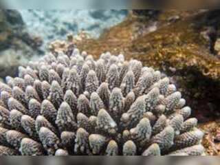 Maldives: Can deep-sea research revive coral reefs?