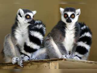 WION Climate Tracker: Birth of four sets of ring-tailed Lemurs