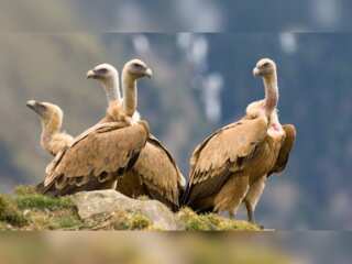 WION Climate Tracker: Cyprus gets eight Griffon vultures from Spain