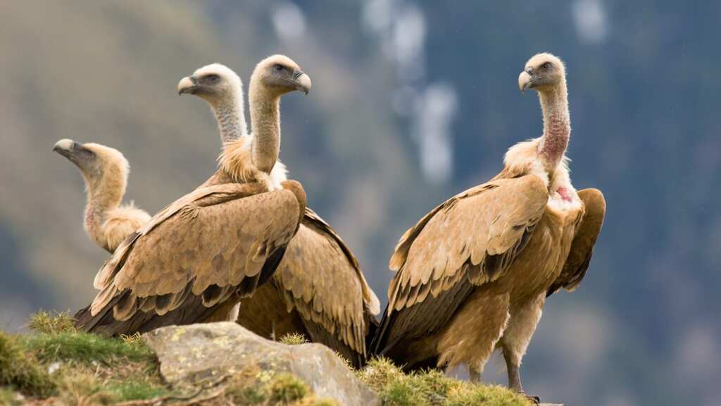 WION Climate Tracker: Cyprus gets eight Griffon vultures from Spain
