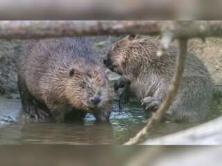 WION Climate Tracker: Britain makes 'disturbing' beavers illegal