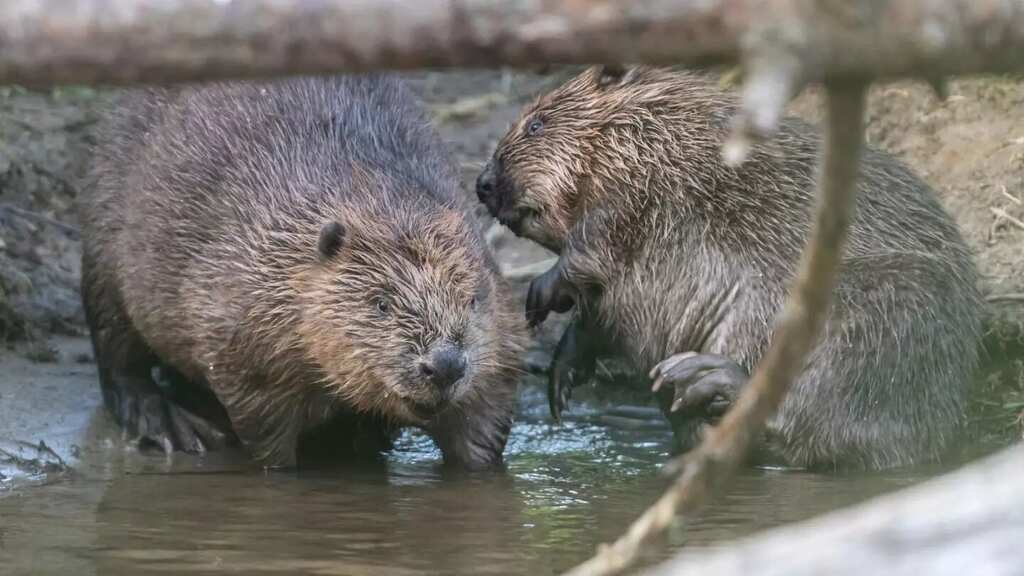 WION Climate Tracker: Britain makes 'disturbing' beavers illegal