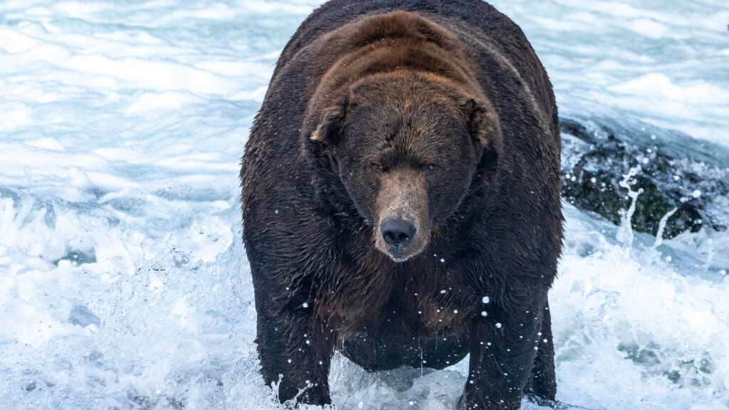 US: Alaska’s Fat Bear Week contest emerges from voting scandal, announces the winner