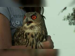 WION Climate Tracker: Eagle owl twins released under Madrid Zoo's breeding programme
