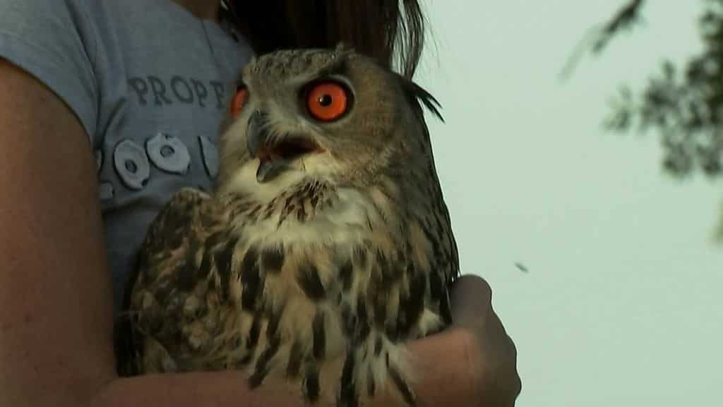 WION Climate Tracker: Eagle owl twins released under Madrid Zoo's breeding programme